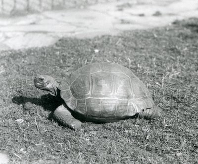 En sköldpadda som står på gräs på London Zoo 1926 (s/v foto) av Frederick William Bond