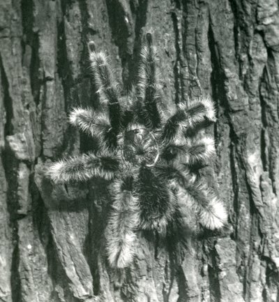 En Trinidad Chevron Tarantula på barken av en trädstam, London Zoo, oktober 1926 av Frederick William Bond