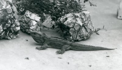En Tuatara på London Zoo 1927 av Frederick William Bond