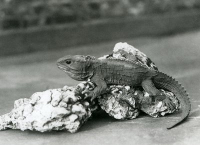 En Tuatara, liggande på en sten, på London Zoo 1929 (s/v foto) av Frederick William Bond