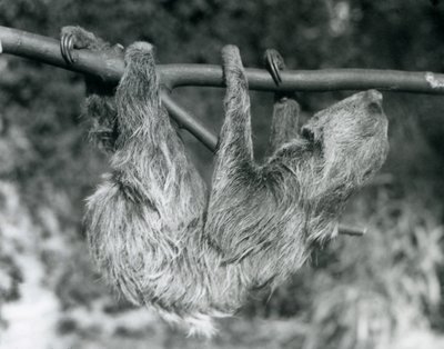 En tvåtåig sengångare hängande från en avskuren gren, London Zoo, 1927 av Frederick William Bond