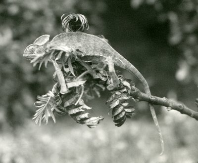 En beslöjad eller jemensk kameleont i slutet av en lummig gren på London Zoo, juni 1924 av Frederick William Bond