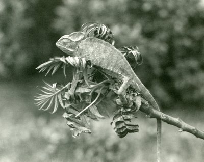 En beslöjad eller jemensk kameleont i slutet av en lummig gren på London Zoo, juni 1924 av Frederick William Bond