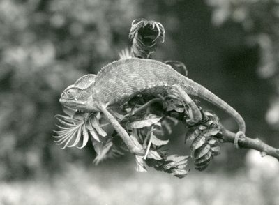 En beslöjad eller jemensk kameleont håller i änden av en lummig gren med sin gripsvans, London Zoo, juni 1924 av Frederick William Bond
