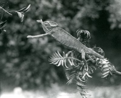 En beslöjad eller jemensk kameleont står på en lummig gren och sträcker sig mot en annan, London Zoo, juni 1924 av Frederick William Bond