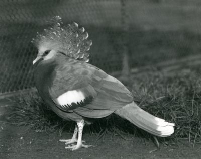 En Victoria Crowned Pigeon som står på marken på London Zoo i september 1927 av Frederick William Bond