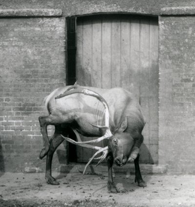 En hjort från WapitiElk som stod i sitt inhägnad på London Zoo i september 1927 av Frederick William Bond