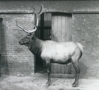 En hjort från WapitiElk som stod i sitt inhägnad på London Zoo i september 1927 av Frederick William Bond
