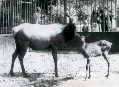 En Wapiti/Elk med sin fawn i deras hage med besökare som tittar på genom barer, London Zoo av Frederick William Bond