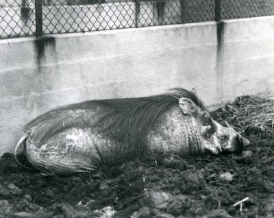 Ett vårtsvin sover i lera, London Zoo, juli 1927 (svart/vitt foto) av Frederick William Bond