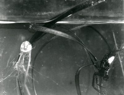 En vattenspindel och dess luftklocka under vattnet, London Zoo, oktober 1925 av Frederick William Bond