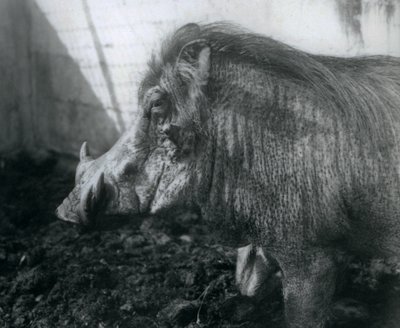 Ett vårtsvin som står i lera, London Zoo, 1927 av Frederick William Bond
