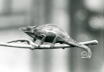 En West Usambara tvåhornig kameleont, London Zoo, 1927 av Frederick William Bond