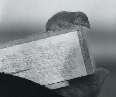 En vittandad smus som tittar ner över kanten på en trälåda, hållen av en handskar handsklädd hand, London Zoo, april 1917 av Frederick William Bond