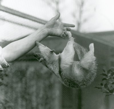 En ung tamandua med krage som hänger på sina skötares fingrar med sin gripande svans när den sträcker sig för att hålla fast vid djurhållarens arm, London Zoo, april 1925 av Frederick William Bond