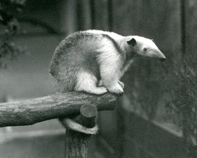 En ung krage Tamandua som sitter i slutet av en gren som håller i med sin gripsvans, London Zoo, 24 april 1925 av Frederick William Bond