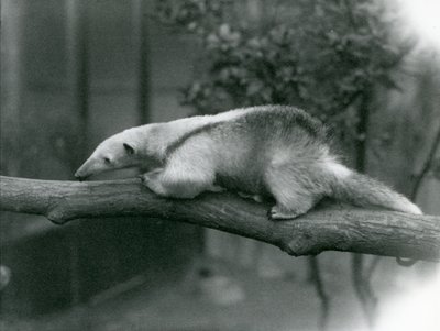 En ung krage Tamandua som går längs en gren på London Zoo, 24 april 1925 av Frederick William Bond