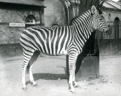 En zebra står i hagen utanför Zebrahuset på London Zoo 1925 av Frederick William Bond