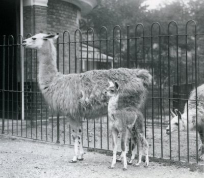 En baby lama eller cria med sin mor på London Zoo, 1926 av Frederick William Bond