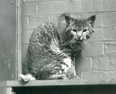 En vik lodjursbobcat tittar ner från en avsats, som den sitter på, i sin inhägnad, London Zoo, mars 1925 av Frederick William Bond