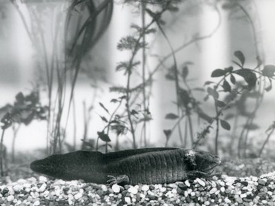 En svart Axolotl/Mexikansk Salamander vilar på grus på golvet i en tank vid London Zoo 1928 (s/v foto) av Frederick William Bond
