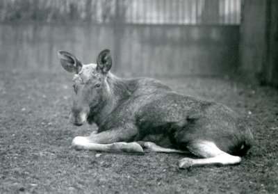 En tjur ElkMoose, som visar ärren efter sina nyligen utgjutna horn, liggandes på London Zoo, januari 1926 av Frederick William Bond