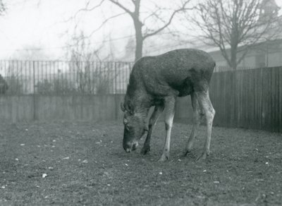 En tjur Älg/älg står i sin hage och sträcker sig ner mot gräset, London Zoo, januari 1926 (s/v foto) av Frederick William Bond