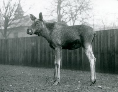 En tjur ElkMoose, med sår från nyligen fällda horn, stående på London Zoo, januari 1926 av Frederick William Bond