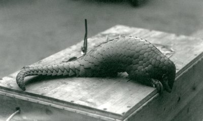 En kritiskt hotad kinesisk pangolin kikar ner över kanten på trälådan den sitter på, London Zoo, juli 1925 av Frederick William Bond