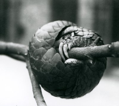 En kritiskt hotad kinesisk Pangolin vilar, ringlad runt en horisontell gren, London Zoo, före 1930 av Frederick William Bond