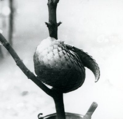 En kritiskt hotad kinesisk pangolin vilar, hoprullad runt en vertikal gren, London Zoo, juli 1925 av Frederick William Bond