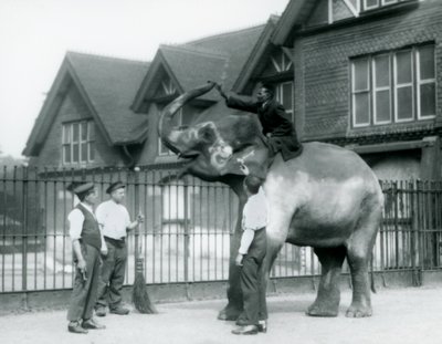 En dekorerad indisk elefant, med tre djurhållare och tränare, utanför Elephant House på London Zoo 1927 av Frederick William Bond