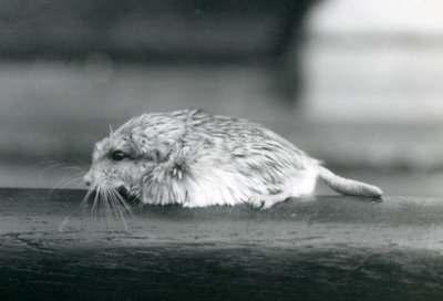 A fat-tailed / duprasi gerbil, London Zoo, juli 1925 (s/v foto) av Frederick William Bond