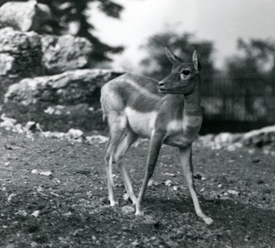 En hona Blackbuck på London Zoo 1924 av Frederick William Bond