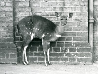 En kvinnlig Cape BushbuckImbabala som står mot en vägg på London Zoo i oktober 1927. av Frederick William Bond