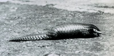 En kvinnlig kinesisk pangolin på London Zoo i augusti 1925 av Frederick William Bond