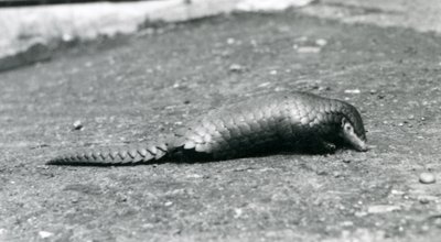 En kvinnlig kinesisk pangolin på London Zoo i augusti 1925 av Frederick William Bond
