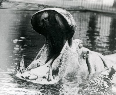 En flodhästhona, "Guy Fawkes", som gapar i en bassäng på London Zoo omkring 1900. "Guy Fawkes" föddes av sin mor "Adhela" den 5 november 1872. av Frederick William Bond