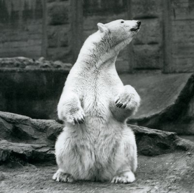 En isbjörnshona sitter på huk på Mappin-terrasserna på London Zoo i september 1928 av Frederick William Bond