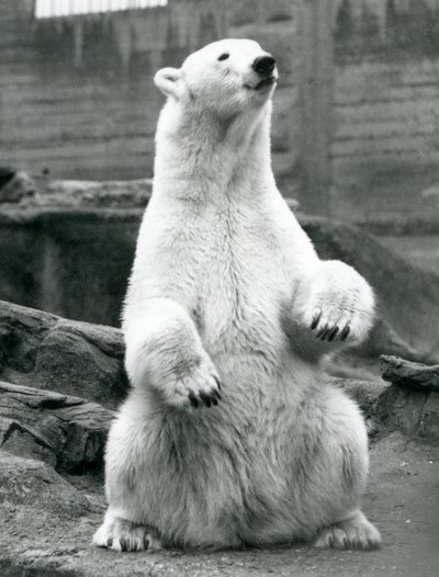 En isbjörnshona sitter på huk på Mappin-terrasserna på London Zoo i september 1928 av Frederick William Bond