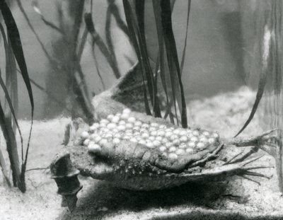 En Surinam Padda hona med sina ägg inbäddade i huden på ryggen, London Zoo av Frederick William Bond
