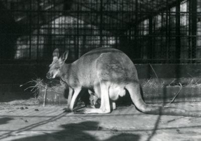 En kvinnlig doe flyer jill röd känguru med sin unge eller joey i sin påse, London Zoo, 1922 av Frederick William Bond