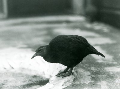 En flyglös WekaMaori-höna Woodhen på London Zoo 1927 av Frederick William Bond