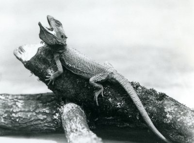 En gapande skäggdrake som håller i en stock, London Zoo, augusti 1928 (s/v foto) av Frederick William Bond