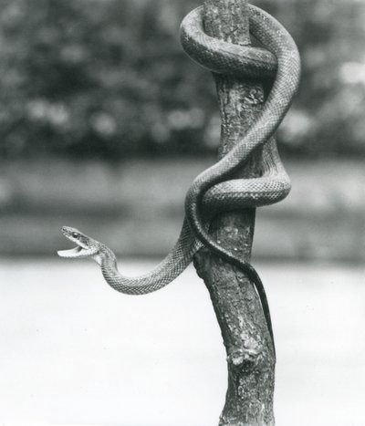 En gapande Texas Rat Snake slingrade sig runt en vertikal gren på London Zoo i augusti 1928 (s/v foto) av Frederick William Bond