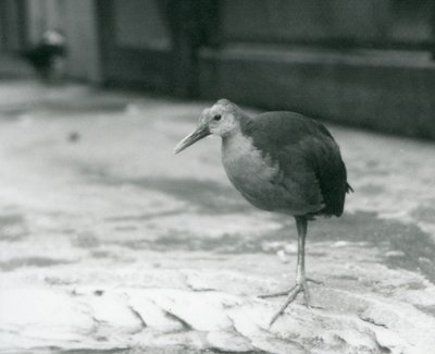 En gråhalsad träskena eller gråhöljd träskena (Aramides cajaneus) som står på ett ben på London Zoo i september 1927 av Frederick William Bond