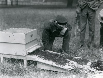 En grupp djurhållare, inklusive Brown, flyttade en svärm av honungsbin, London Zoo, juli 1926 av Frederick William Bond