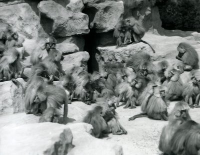 En grupp eller trupp heliga babianer som sitter på klippor i deras inhägnad, London Zoo, juli 1925 av Frederick William Bond