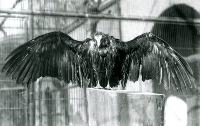 En gam med luva som står på en stock med utsträckta vingar och njuter av en aprildusch på London Zoo, före 1930 (s/v foto) av Frederick William Bond