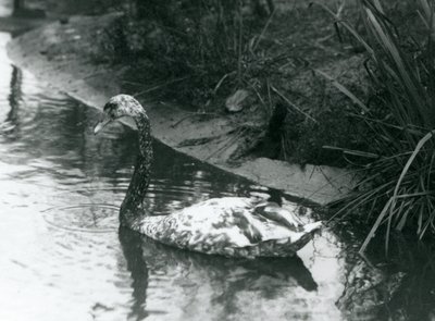 En hybridsvan, Mute x Black, simmade i en damm på London Zoo 1927 av Frederick William Bond